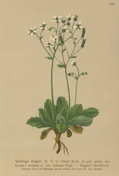 Engerlis Saxifrage (Saxifraga Engerli, Saxifraga Clusii)